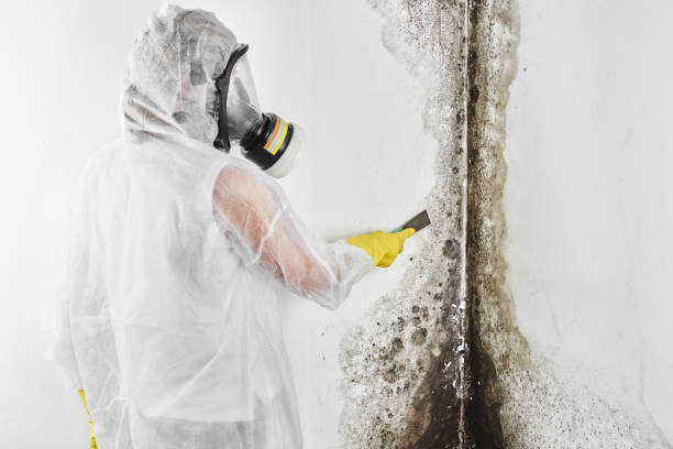 Best Health and Safety Mold Remediation in Oakland, OK