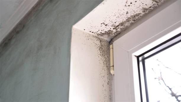 Best Mold Testing and Inspection Services in Oakland, OK