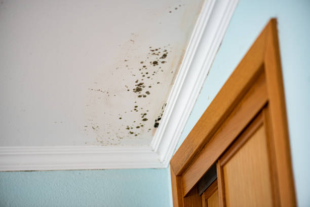 Reliable Oakland, OK Mold Remediation Solutions