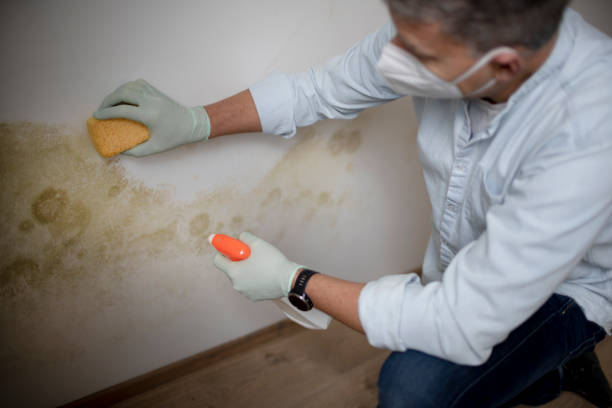 Best Kitchen Mold Remediation in Oakland, OK