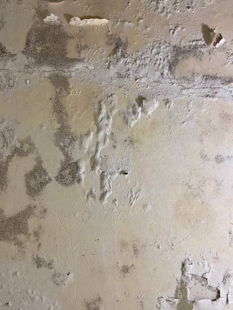Best Residential Mold Remediation in Oakland, OK