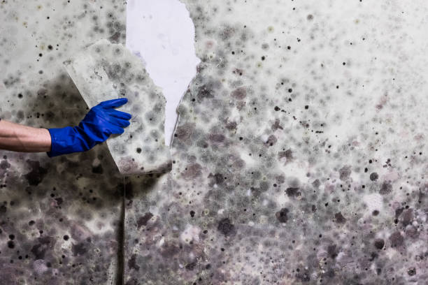 Best Black Mold Remediation in Oakland, OK